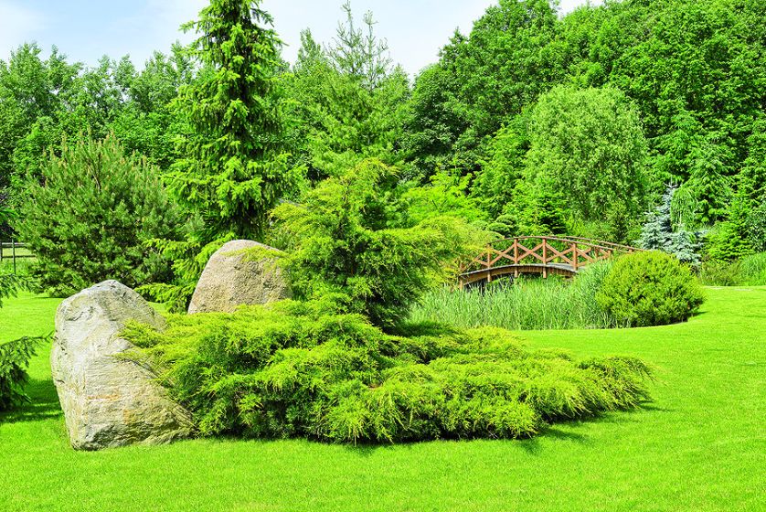 Przez działkę płynie strumyk. Wokół drzewa iglaste, które zwykle rosną nad górskimi potokami