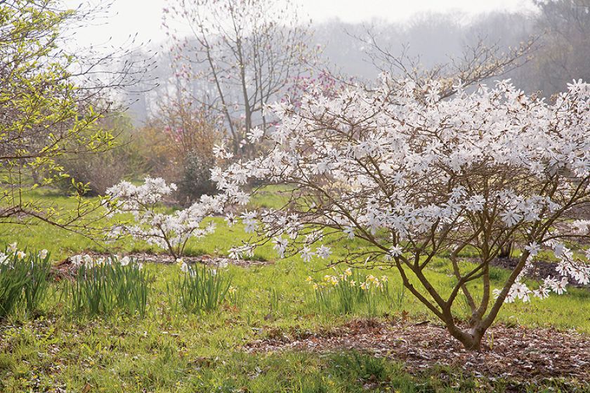 Przy wieździe do Sherwood rośnie olbrzymia magnolia Salicifolia. Jej liście i kora pachną cytrynami.