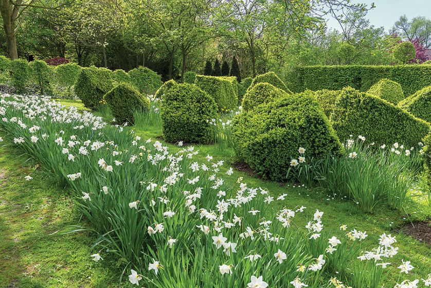 Przystrzyżone bukszpany są pięknym tłem dla wiosennych kwiatów. Na pierwszym planie narcyzy.