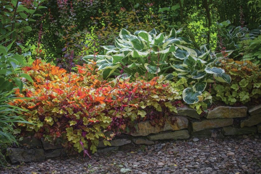 rabata ogrodowa z funkią hostą