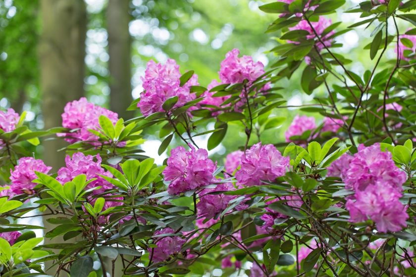 Różanecznik rododendron kwiaty