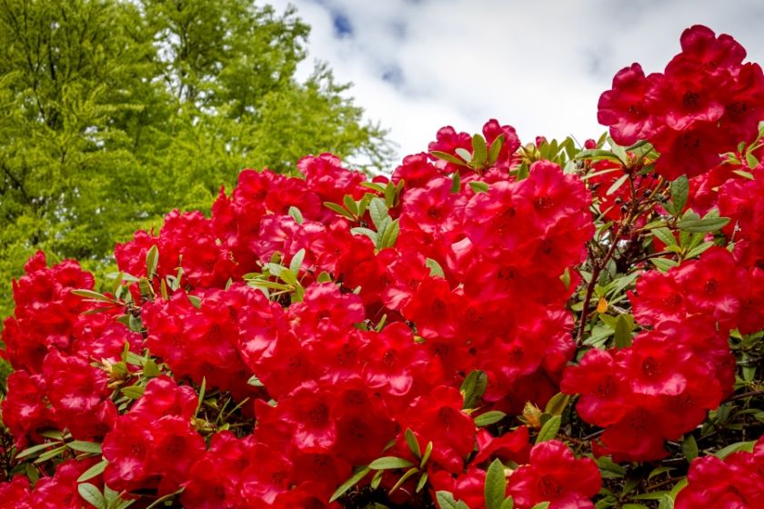 Rododendron –  sadzenie, kwitnienie, choroby