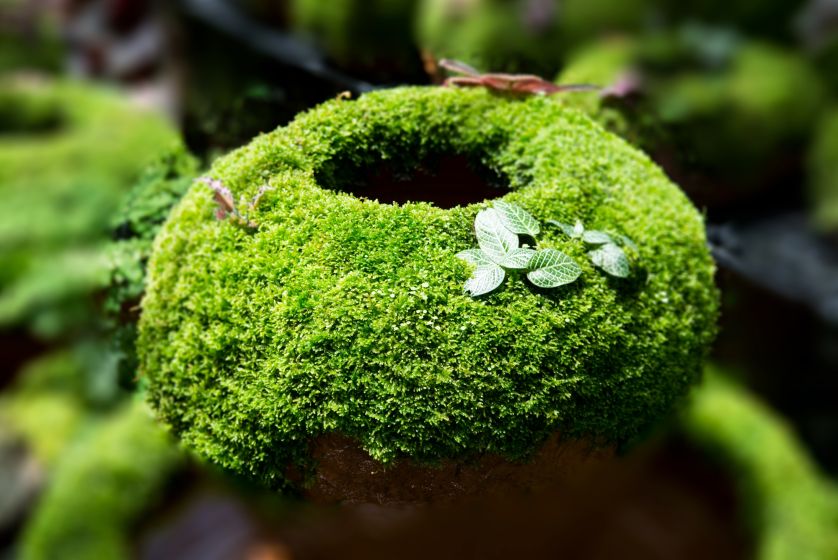Karmnik ościsty nadaje się do tworzenia dekoracji, ponieważ rośnie bardzo gęsto.