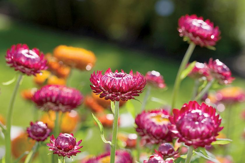 Nieśmiertelnik rośliny trwałe ale jednorczne. Wysiewane w maju, kiedy miną przymrozki.