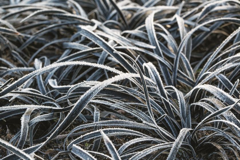 KONWALNIK PŁASKOPĘDOWY. Rośliny zimozielone - które sadzić w ogrodzie?