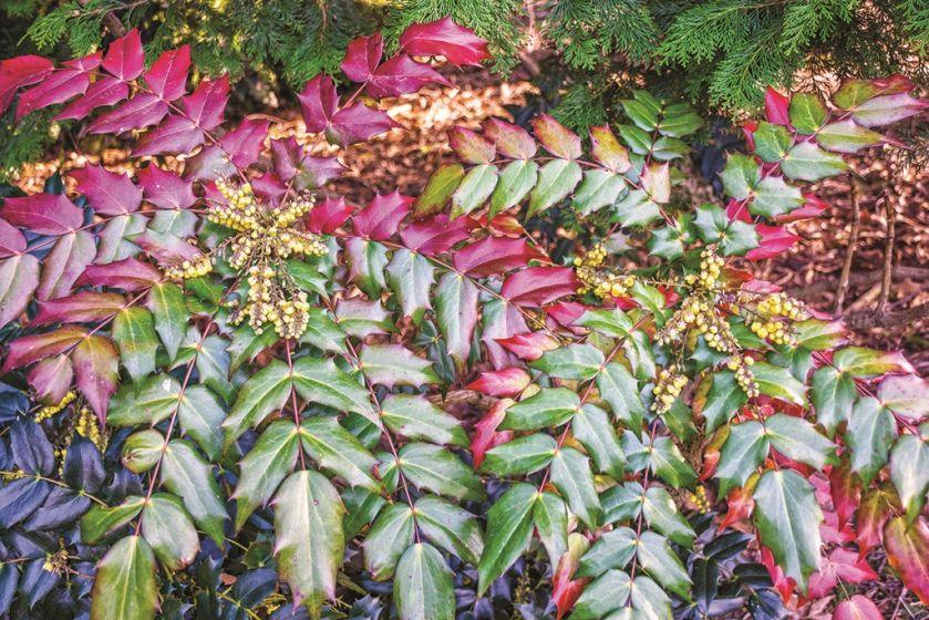 MAHONIA POSPOLITA. Rośliny zimozielone - które sadzić w ogrodzie?