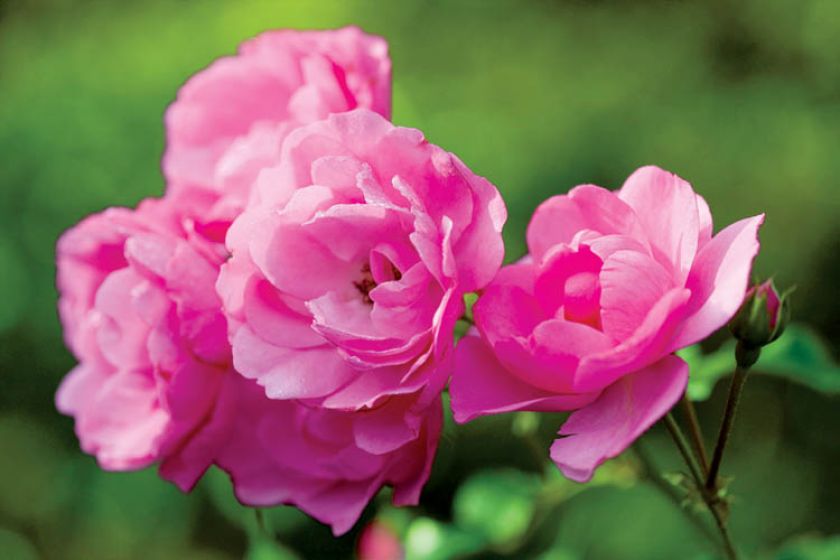 Róża wielkokwiatowa. Ogród malowany jesienią