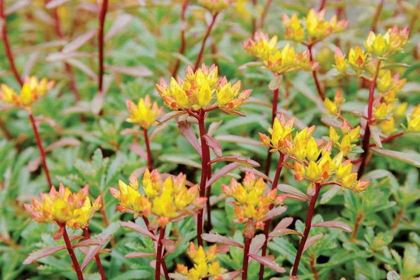 Rozchodnik kamczacki