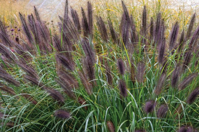 trawy ozdobne rozplenica japońska