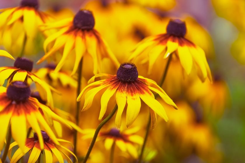 odmiany rudbekii oraz uprawa w ogrodzie