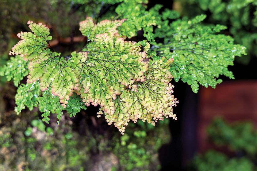 Niekropień wdzięczny. Ogród z mchu i paproci