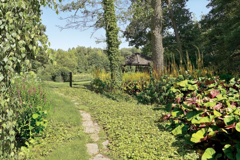 Sporą część klombu porastają olbrzymie sercowate liście ligularii, czyli języczki pomarańczowej oraz strzelistej.