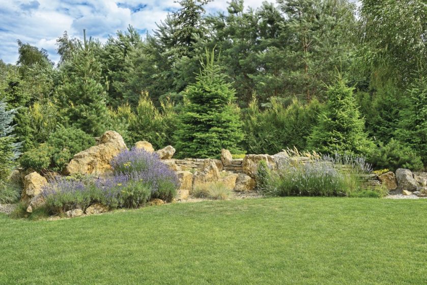 śródziemnomorski skalniak