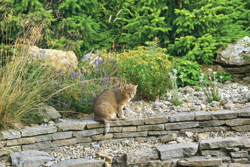 pomysł na skalniak w ogrodzie
