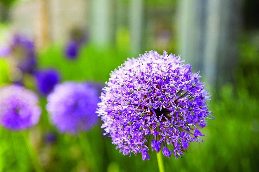 Stajnia może być przytulnym domem nie tylko dla koni. Projektant wnętrz z Londynu urządził się w swojej bardzo elegancko.