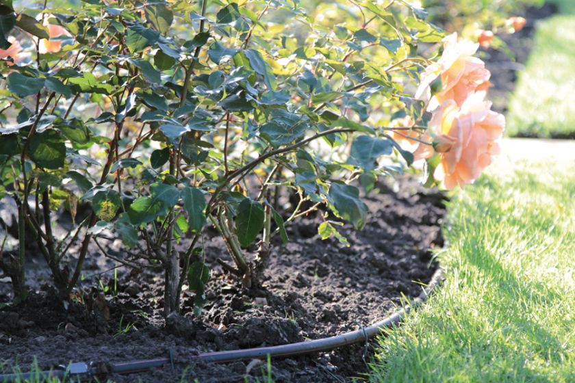 Inteligentne sterowniki nawadniania