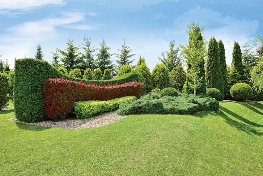 Trzykolorowy żywopłot. Najwyżej - tuja kolumnowa, niżej berberys purpurowy i aurea.