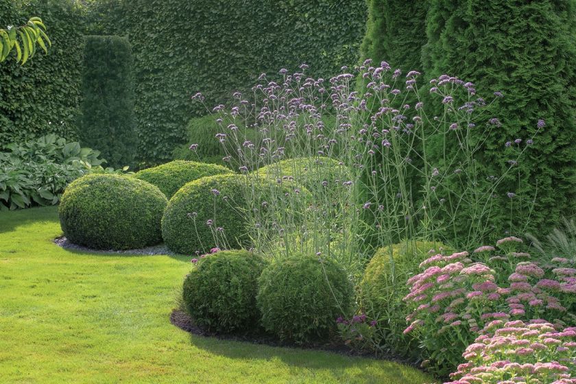 werbena patagońska w ogrodzie