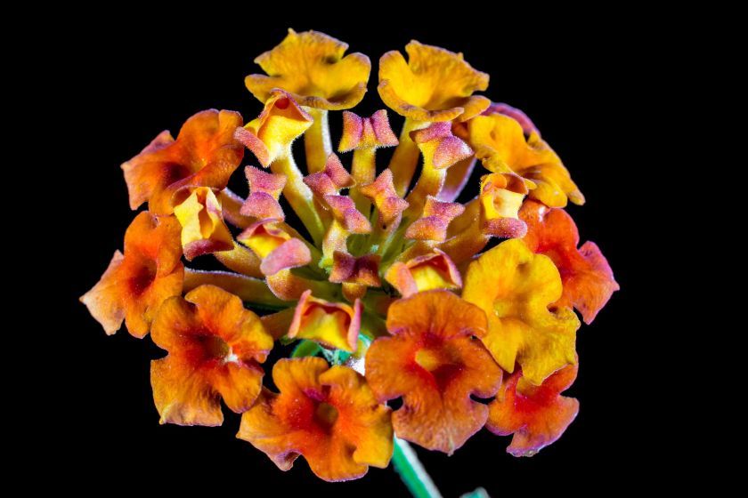 Werbena - doskonała na balkon i do ogrodu