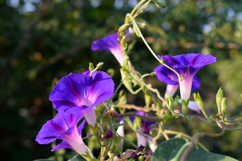 Wilec - odmiany i uprawa