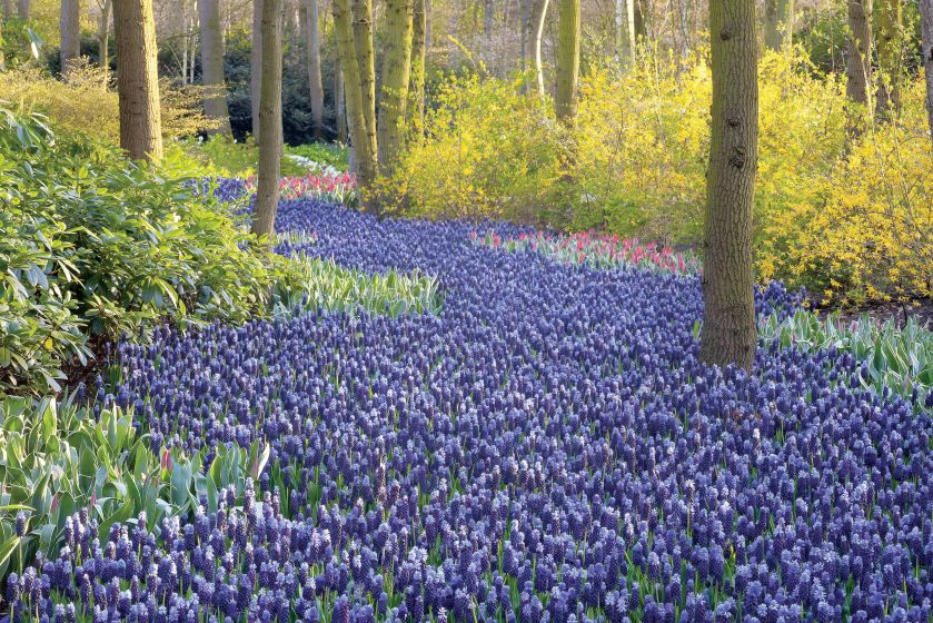 krokusy wiosenne kwiaty