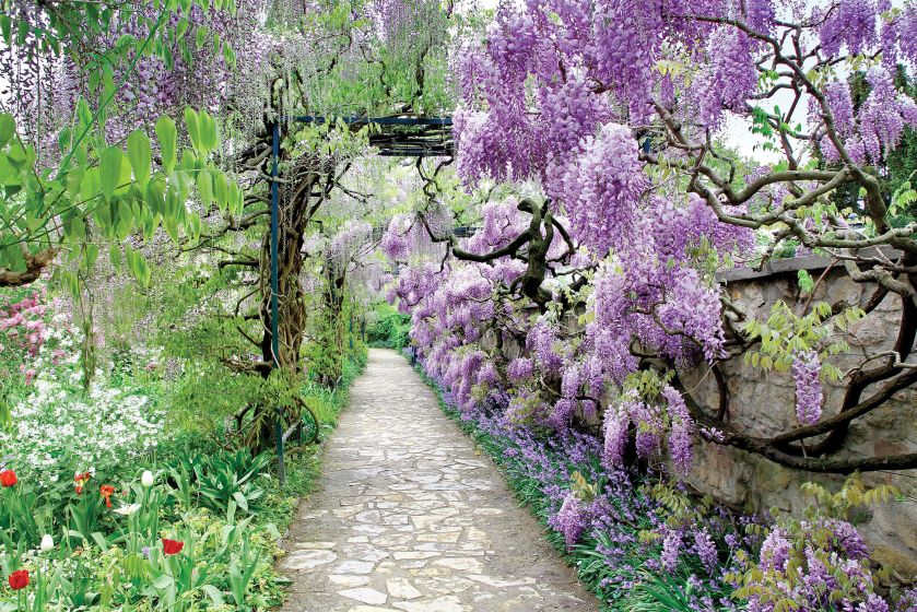 Wisteria Chińska. Czas na pnącza