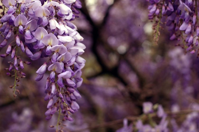Wisteria, glicynia - przepięknie kwitnące pnącze
