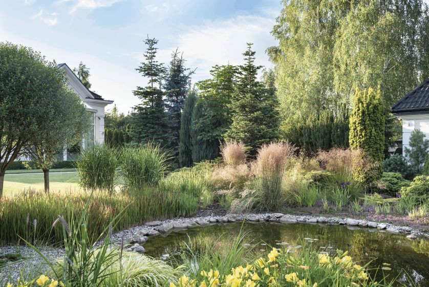 Wokół oczka wodnego rosną liliowce i trawy: imperata cylindryczna Red Baron , miskanty Zebrinus oraz trzcinniki