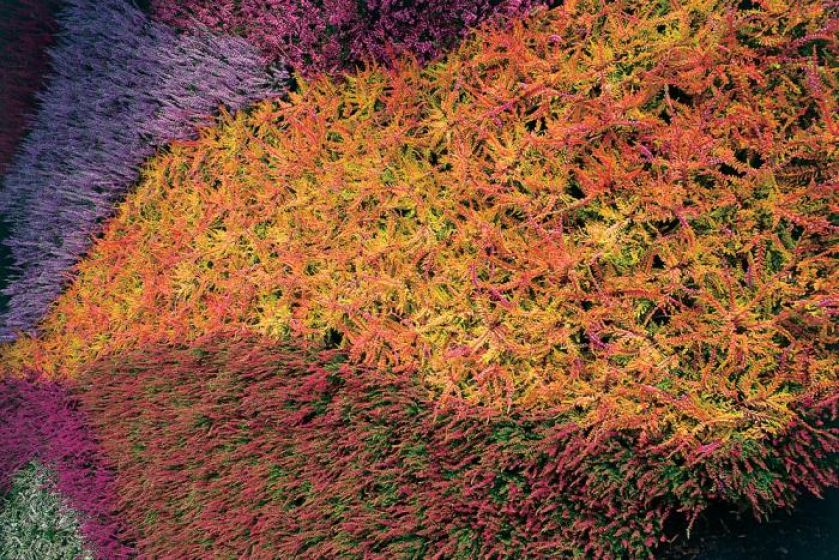 Wrzosy - choć ożywiają monotonny krajobraz, zapowiadają, niestety, pożegnanie lata. Jak je uprawiać?