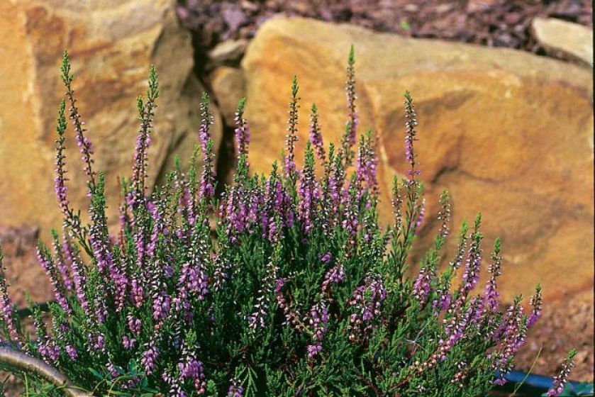 Wrzos zwyczajny – łac. Calluma vulgaris