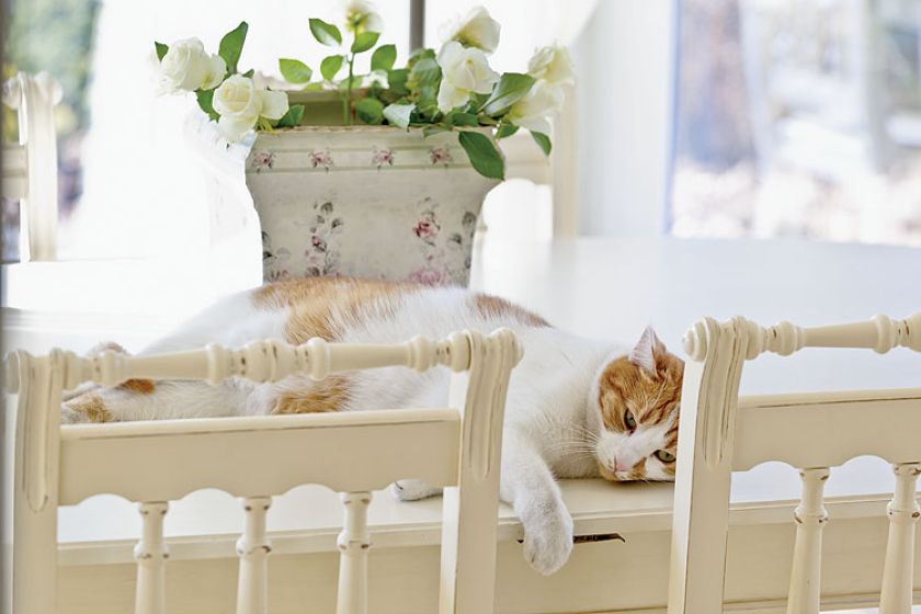 Wypoczywający kot. Romantyczne metamorfozy