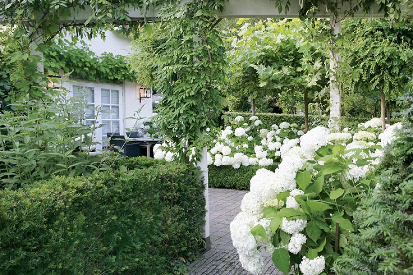 Wzdłuż ścieżki usadowiły się hortensje Anabelle