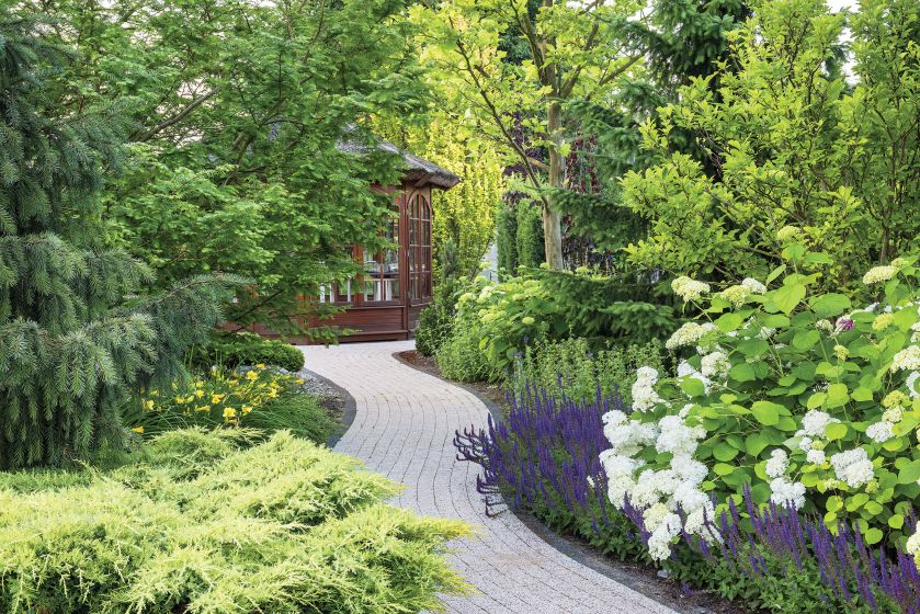 Z części różanej do altany prowadzi ścieżka porośnięta hortensjami Anabelle i szałwiami.