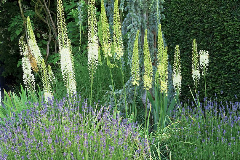 Z prowadzonego pod linijkę ogród staje się dziki, nieokiełznany.