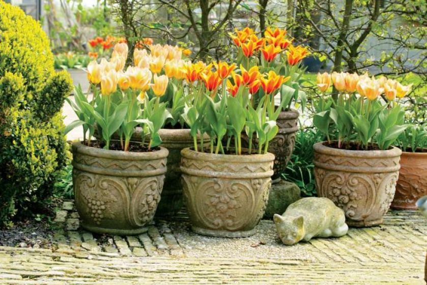 Zapraszamy kwiaty do ogrodu