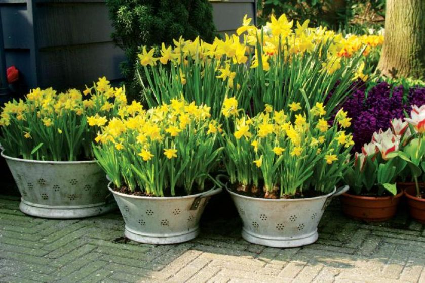 Zapraszamy kwiaty do ogrodu