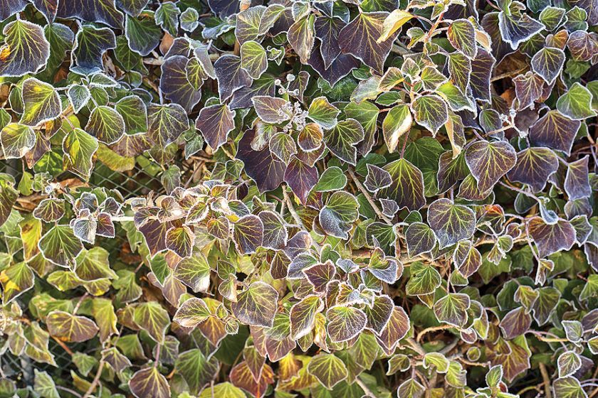 Tak wygląda ogród w stylu angielskim