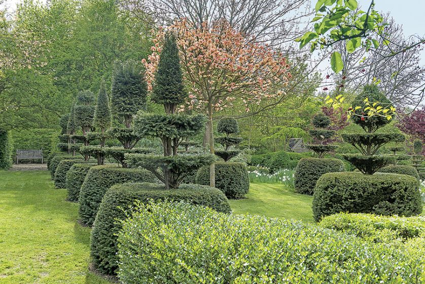 Żywopłot i geoemtrycznie ukształtowane bukszpany.