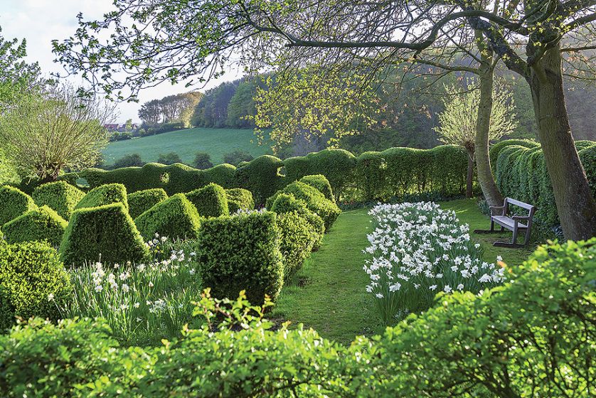 Żywopłot i geoemtrycznie ukształtowane bukszpany.
