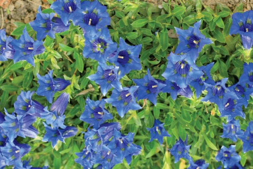 Goryczka krótkołodygowa (Kluzjusza). Goryczka – oko Tatr