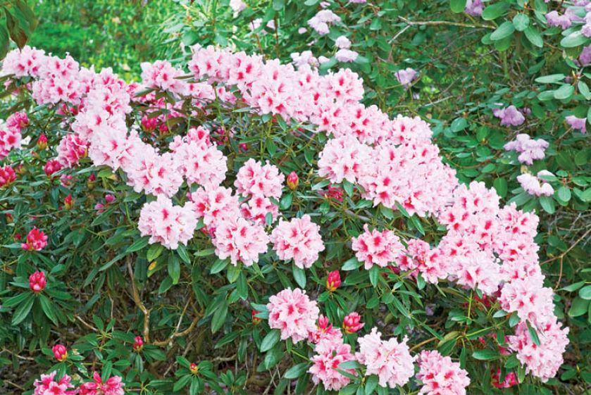 Azalie występują w kilku kolorach. Ogród miłości