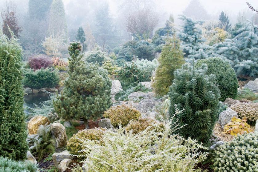 Bukszpany wieczniezielone, jak nazwa wskazuje, zielone są także zimą.