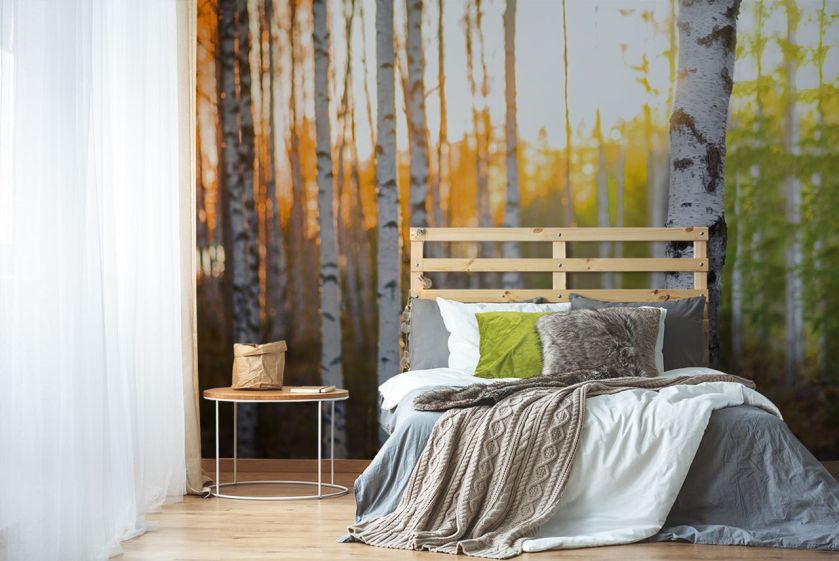 Fototapeta z brzozami, czyli nowe właściwości znanego drzewa