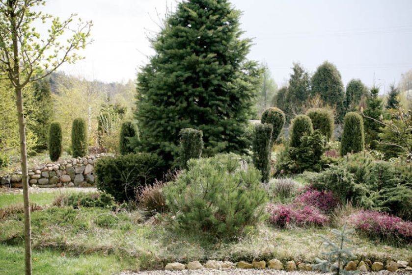 Kwitnące wrzośce pięknie prezentują się w grupie.