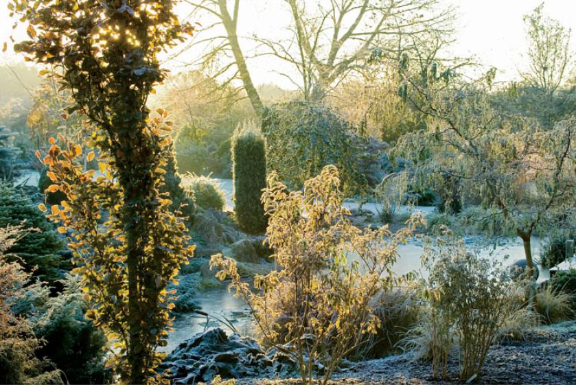 Mróz zważyl już zieleń drzew i krzewów.