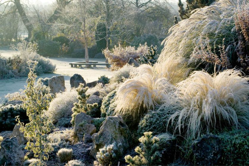 Nad bukszpanami i iglakami goroją puszyste kępy oszronionych traw.