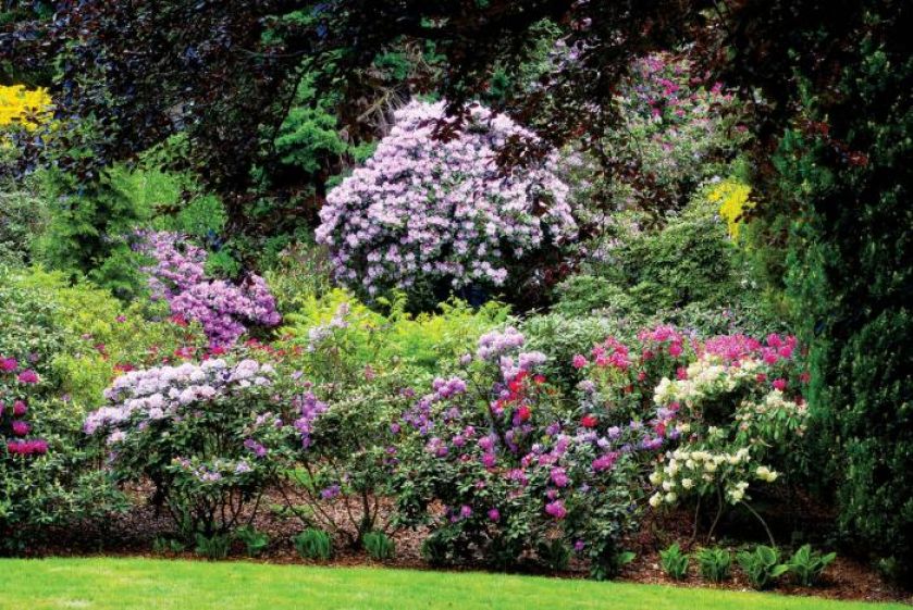 Obfitość kwitnienia zachwyca. W różanecznikowym ogrodzie