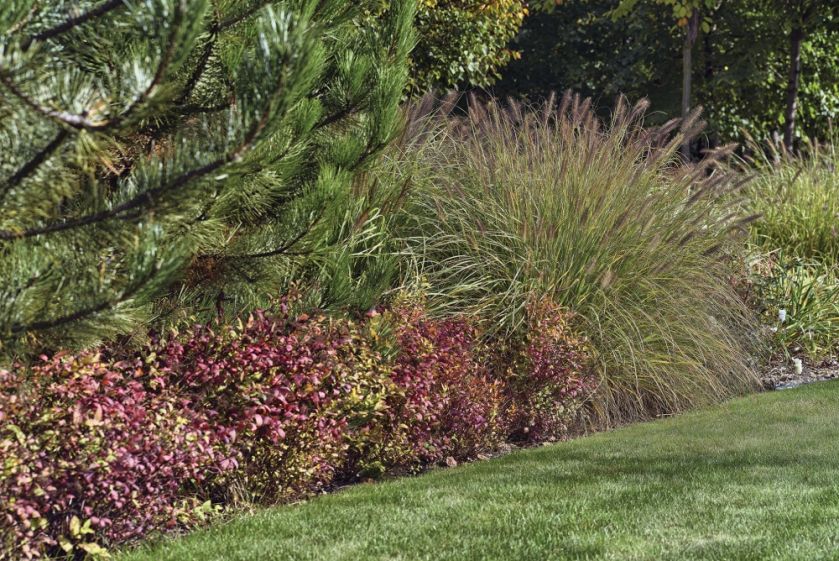 jesienny ogród zdjęcia