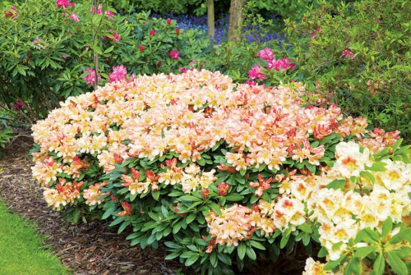 Okoliczni mieszkańcy mawiają, że nigdzie na świecie nie ma dorodniejszych kwiatów niż tutaj.