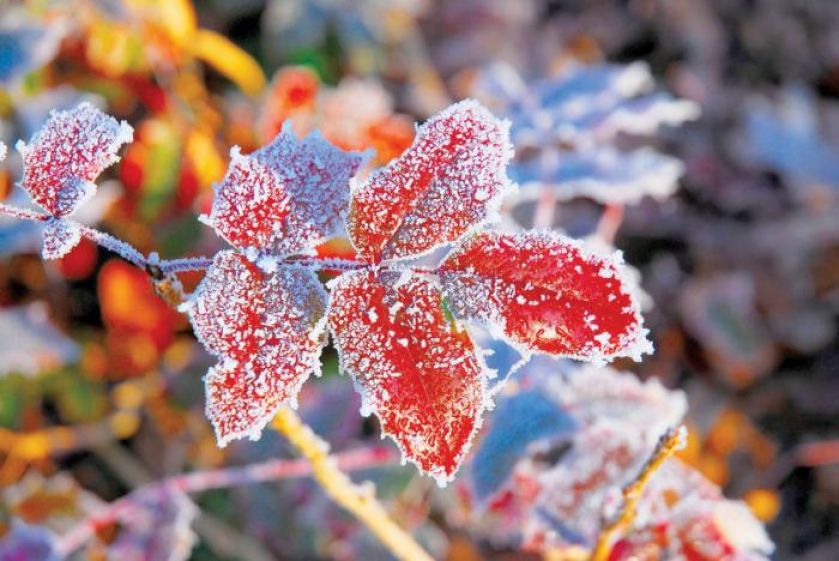 Ośnieżone liście. Ogród japoński pod śniegiem
